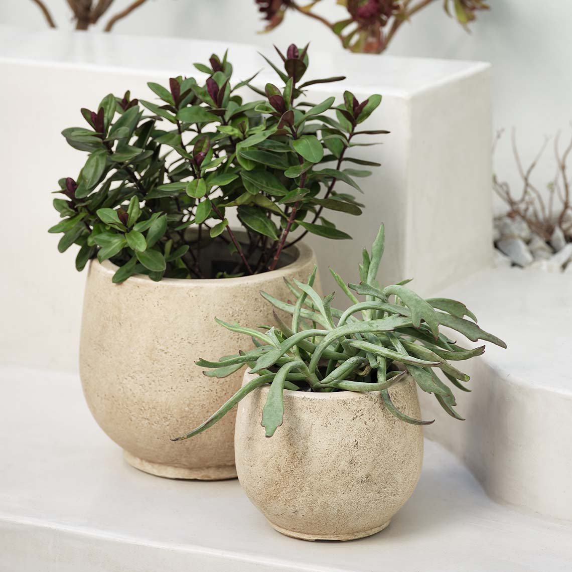 Warm beige, frostproof fibre clay garden planters with a rustic, natural, and textured surface 