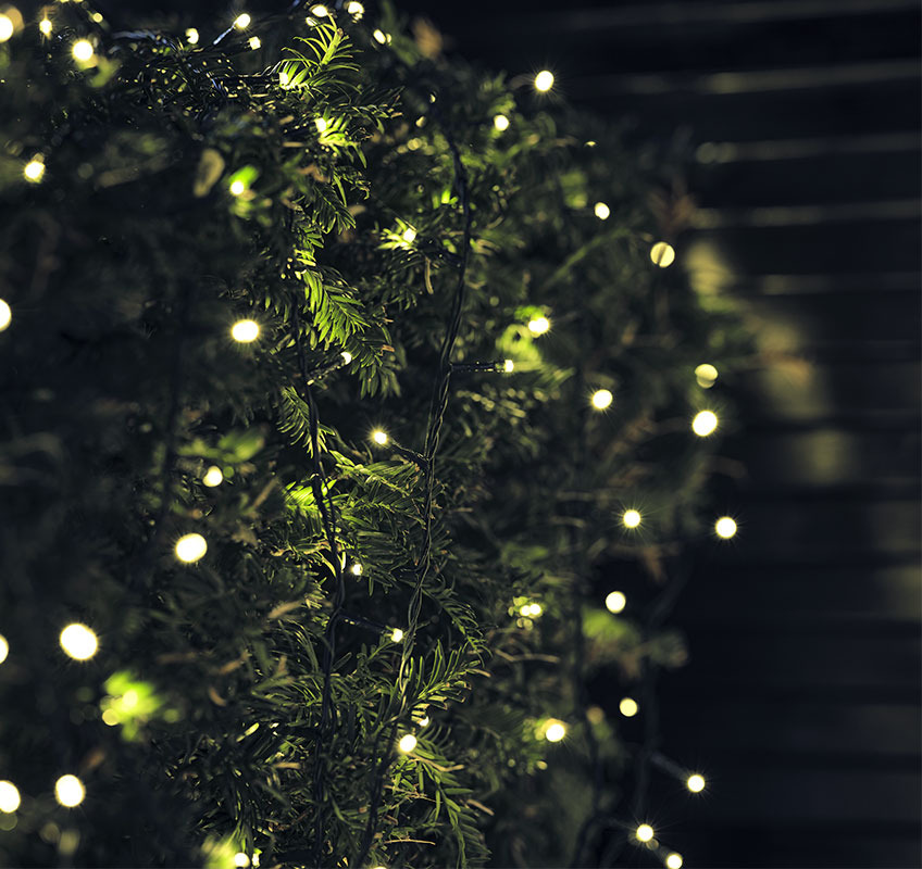 String light on spruce branch